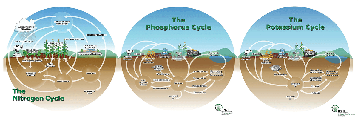 A diagram of the phosphorus cycle shows how water is used.